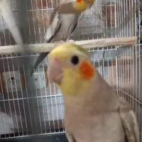 جوجه عروس هلندی