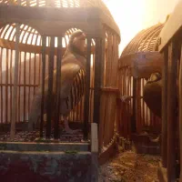 یه جفت بیلدرچین