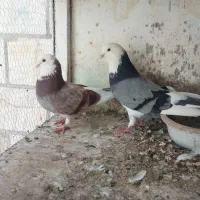 چند جفت کبوتر|پرنده|فردیس, داوری|دیوار