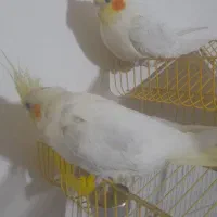 عروس هلندی لوتینودستی