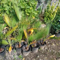 پالم واشنگتن|گل و گیاه طبیعی|واجارگاه, |دیوار