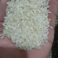 برنج کامفیروزی