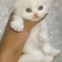 توله گربه اسکاتیش فولد