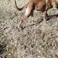 واگذاری توله ماده ۶ ماهه سرابی|سگ|اسدآباد, |دیوار