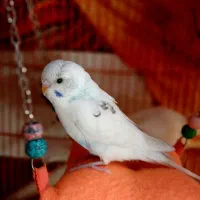 فروش عروس ۳ عدد عروس هلندی ویه عدد مرغ عشق
