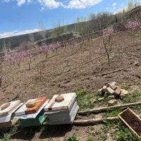 حیوانات مزرعه