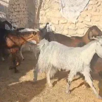 ۴۲راس بز ‌کهره دار و ابستن|حیوانات مزرعه|لامرد, |دیوار