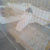 ماده طوقی|پرنده|بردسیر, |دیوار