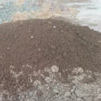 کود گاوی و یک عدد گوساله
