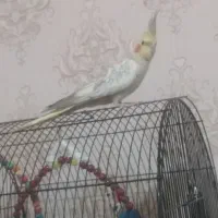 عروس هلندی|پرنده|محمدشهر, کوی بهار|دیوار