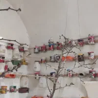 حدود 10 جفت فنچ مولد 100 درصد