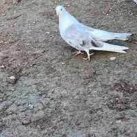 کبوتر|پرنده|قشلاق دشت, |دیوار