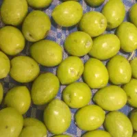 زیتون کنسروی درجه یک درشت فاضل آباد آزادشهر|خوردنی و آشامیدنی|آزادشهر, |دیوار