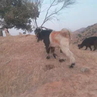 یک عدد تیبز بهد