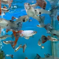 گوپی|ماهی|کرج, شاهین‌ویلا|دیوار