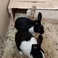 یک جفت خرگوش|موش و خرگوش|ساری, |دیوار