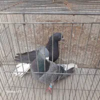 کفتر|پرنده|چترود, |دیوار