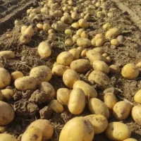 اگر برداشت یرالما ایشیز وار  اطلاع ورین