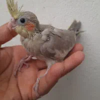 جوجه عروس ،بالغ|پرنده|رشت, نیروی دریایی|دیوار