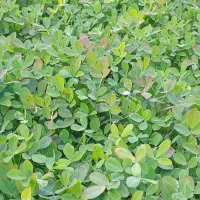 سبزی خورشتی رامهرمز|خوردنی و آشامیدنی|اصفهان, دانشگاه اصفهان|دیوار