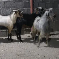 کهره  نر خیلی خوب