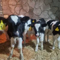 گوساله نر شیری صنعتی