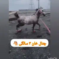 نریون عرب مصری|اسب و تجهیزات اسبسواری|مشهد, شهرک صنعتی توس|دیوار