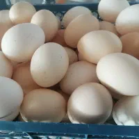 فروش غازهای سفید درشت و مرغ های یکساله|حیوانات مزرعه|شیدا, |دیوار