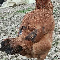 مرغ لاری اصیل پاکستان