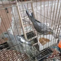 فروش عروس هلندی
