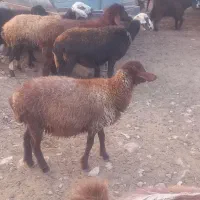 کاوه  ماده  ۱۹