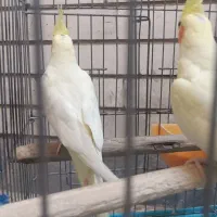 یک جفت عروس هلندی لوتینو چشم شرابی هیکل درشت|پرنده|اهواز, فاز ۲ پادادشهر|دیوار