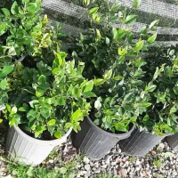 گل یاس|گل و گیاه طبیعی|کلاچای, |دیوار