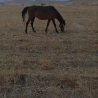 مادیان آبستن با قاطر