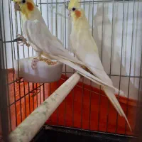 پول لازم هستم|پرنده|ایرانشهر, |دیوار