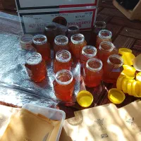 عسل کوهستان|خوردنی و آشامیدنی|کلیبر, |دیوار