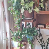 استند گل چوبی|گل و گیاه طبیعی|مبارکه, |دیوار