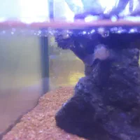 فروش ماهی چانا|ماهی|دامغان, |دیوار