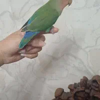 کوتوله برزیلی 2 ماهه
