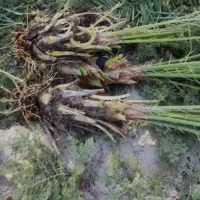 هرس انواع نخل خرما|خدمات باغبانی و درختکاری|اردکان, |دیوار