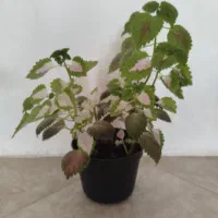 گل طبیعی|گل و گیاه طبیعی|بجنورد, |دیوار