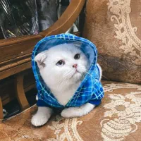 گربه اسکاتیش دبل فولد کاراملی