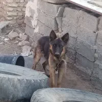 سگ ژرمن