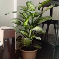 گل دیفن باخیا|گل و گیاه طبیعی|تالش, هشتپر|دیوار