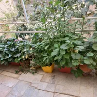 گل و گلدان قیمت پایین