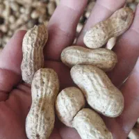 بادام زمینی