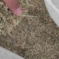 کاه یونجه برا فروش