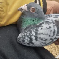 پلاکی مسافتی