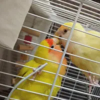 یک جفت طوطی برزیلی خوش رنگ (کارداده)