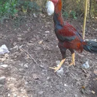 مرغ و خروس لاری